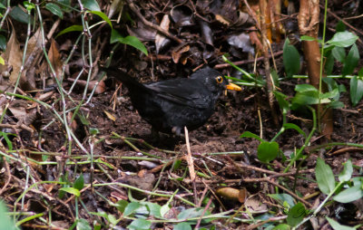 Koltrast - Common Blackbird (Turdus merula azorensis)