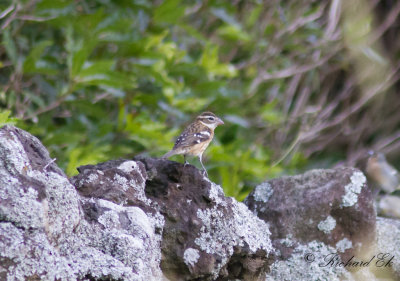 Brokig kardinal - Rose-breasted Grosbeak (Pheucticus ludovicianus)