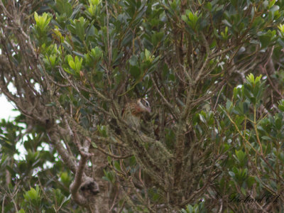 Brokig kardinal - Rose-breasted Grosbeak (Pheucticus ludovicianus)