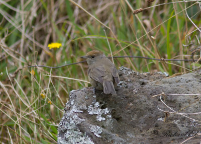 Svarthtta - Blackcap (Sylvia atricapilla gularis)