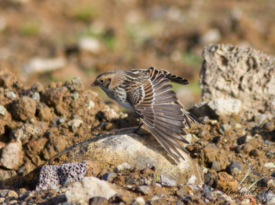 Lappsparv - Lapland Bunting (Calcarius lapponicus)