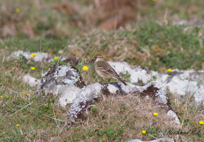 Amerikansk piplärka - Buff-bellied pipit (Anthus rubescens)