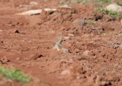 Amerikansk piplärka - Buff-bellied pipit (Anthus rubescens)