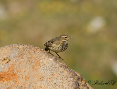 Amerikansk piplärka - Buff-bellied pipit (Anthus rubescens)