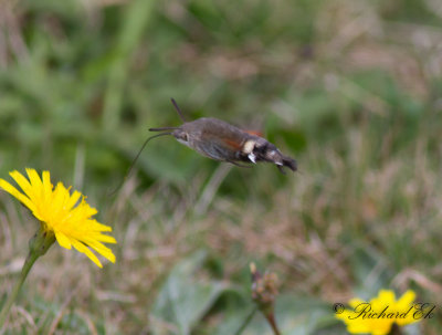 Strre dagsvrmare - Hummingbird Hawk-mouth (Macroglossum stellatarum)