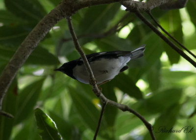 Blåryggad skogssångare - Black-throated Blue Warbler (Setophaga caerulescens)