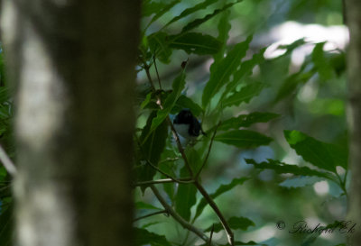 Blryggad skogssngare - Black-throated Blue Warbler (Setophaga caerulescens)