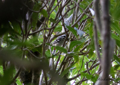 Svartvit skogssångare - Black-and-white Warbler (Mniotilta varia)