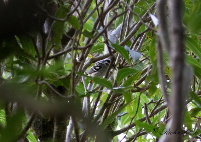 Svartvit skogssngare - Black-and-white Warbler (Mniotilta varia)