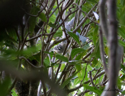 Svartvit skogssångare - Black-and-white Warbler (Mniotilta varia)