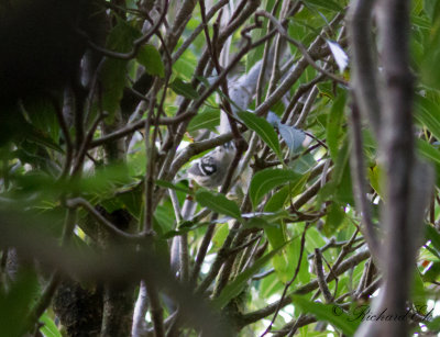 Svartvit skogssngare - Black-and-white Warbler (Mniotilta varia)