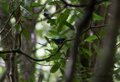 Blryggad skogssngare - Black-throated Blue Warbler (Setophaga caerulescens)