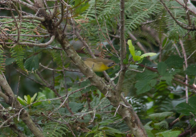 Gulhake - Common Yellowthroat (Geothlypis trichas)