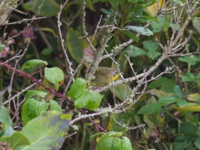 Gulhake - Common Yellowthroat (Geothlypis trichas)