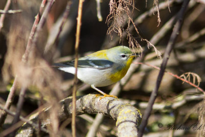 Messngare - Northern Parula (Parula americana)