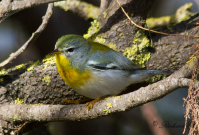 Messångare - Northern Parula (Parula americana)