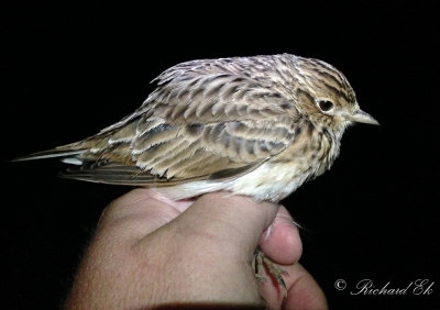 Sånglärka - Eurasian Skylark (Alauda arvensis)