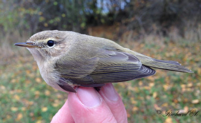 Sibirisk gransångare - Siberian Chiffchaff (Phylloscopus collybita tristis)
