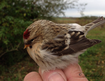 Snösiska - Arctic Redpoll (Carduelis hornemanni)