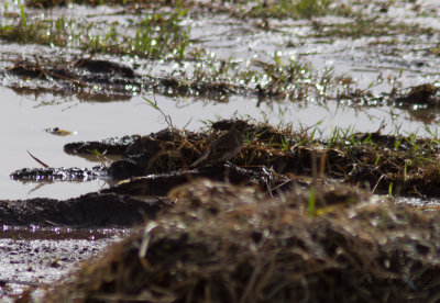 Lappsparv - Lapland Bunting (Calcarius lapponicus)