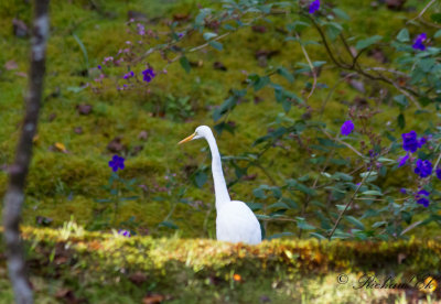 Amerikansk gretthger - American Great Egret (Egretta alba egretta)