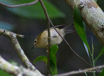 Kungsfågel - Goldcrest (Regulus regulus azoriensis)