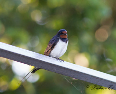 Ladusvala - Barn Swallow (Hirundo rustica)