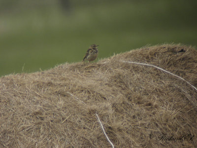 Ängspiplärka - Meadow Pipit (Anthus pratensis)