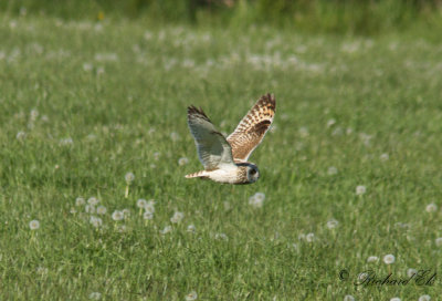 Jorduggla - Short-eared Owl (Asio flammeus)