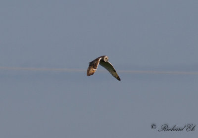 Jorduggla - Short-eared Owl (Asio flammeus)