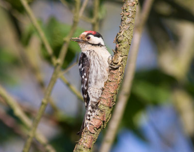 Mindre hackspett - Lesser Spotted Woodpecker (Dendrocopos minor)