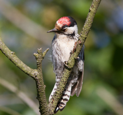 Mindre hackspett - Lesser Spotted Woodpecker (Dendrocopos minor)