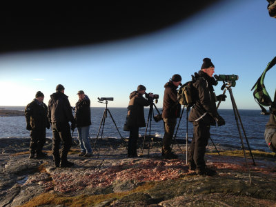 White-billed Diver - twitchers