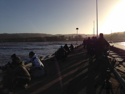 Ivory Gull - twitchers