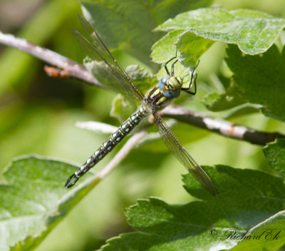 Tidig mosaikslnda - Hairy Dragonfly (Brachytron pratense)