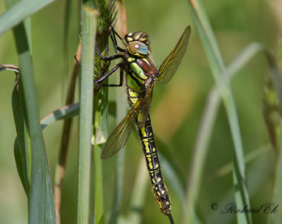 Tidig mosaikslnda - Hairy Dragonfly (Brachytron pratense)