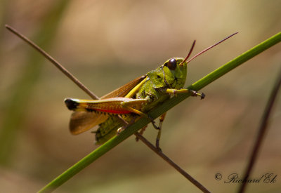 Krrgrshoppa - Large Marsh Grasshopper (Mecostethus grossus)