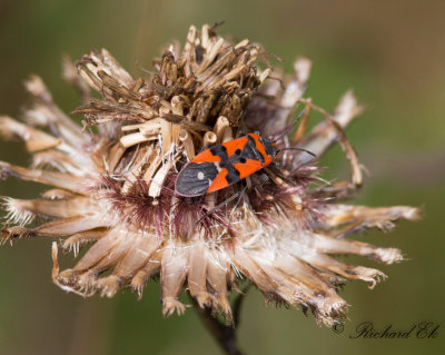 Riddarskinnbagge - Black-and-Red-bug (Lygaeus equestris)