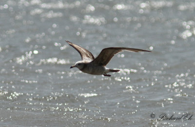 Svartstjärtad mås - Black-tailed Gull (Larus crassirostris)