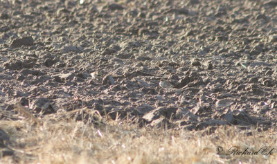 Berglärka - Horned Lark (Eremophila alpestris)