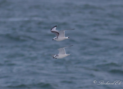 Tretåig mås - Black-legged Kittiwake (Rissa tridactyla)