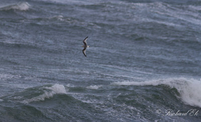 Tretåig mås - Black-legged Kittiwake (Rissa tridactyla)