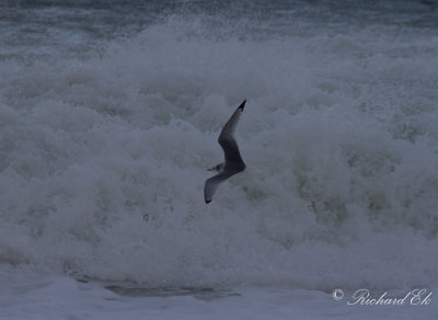 Tretåig mås - Black-legged Kittiwake (Rissa tridactyla)