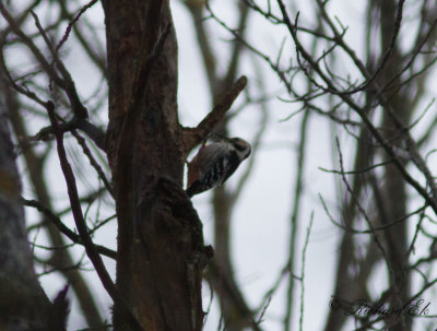 Vitryggig hackspett - White-backed Woodpecker (Dendrocopos leucotos)