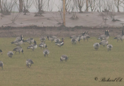 Rdhalsad gs - Red-breasted Goose (Branta ruficollis)