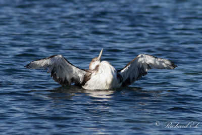 Vitnbbad islom - White-billed Diver (Gavia adamsii)