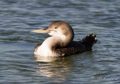 Vitnbbad islom - White-billed Diver (Gavia adamsii)