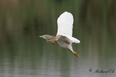 Rallhger - Squacco Heron (Ardeola ralloides)