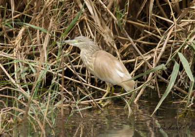 Rallhger - Squacco Heron (Ardeola ralloides)