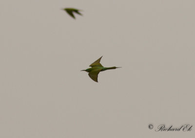 Grn bitare - Blue-cheeked Bee-eater (Merops persicus)